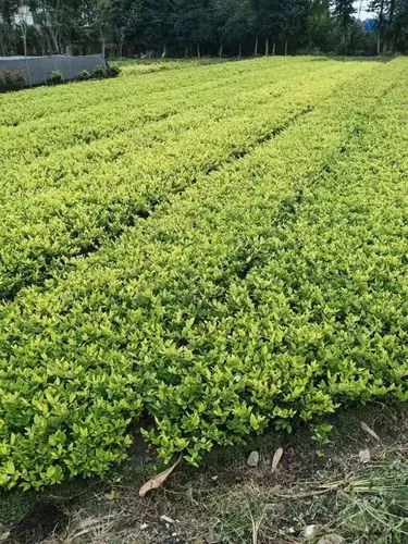 泰安在建的绿化工程项目