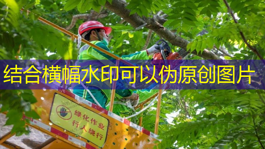 广元附近绿化苗木市场在哪里有